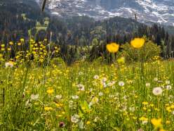 Spring landscape in Grindelwald. View of the village and valley, as well as the Eiger.