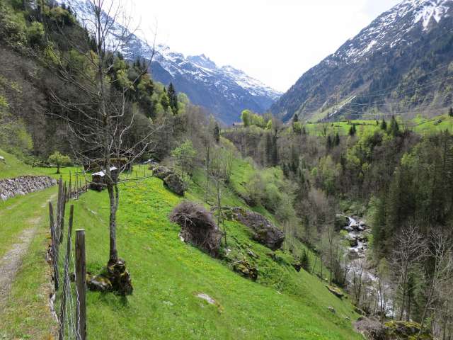 The Blindlaui: a green cliff above the Aare
