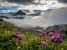 Prairie fleurie au-dessus de la limite du brouillard. Les montagnes visibles à l'horizon sont recouvertes de nuages.