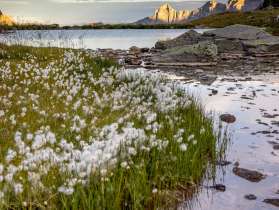 The grass and flowers grow right on the shore of Lake Gadenlaui. In the background, the surrounding mountain peaks are bathed in the last sunlight of the day. The sky is slightly cloudy.