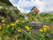 Die Gaulihütte steht inmitten einer grünen Landschaft. Der kleine und wilde Bergbach fliesst über die Wiese und begiesst die Blumen. Der Himmel ist leicht bewölkt.