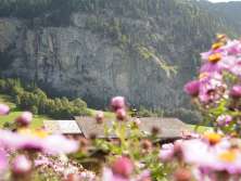 Spring in the village of Lauterbrunnen. Flowers can be seen in the foreground. Steep rock faces are visible in the background.