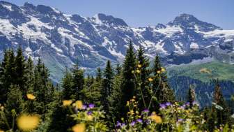  Herbal walk and wildlife spotting