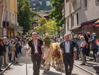 Alpabzug: A group of decorated cows, accompanied by alpine herdsmen, are walking down the village street in Wengen. Many people are standing along the side of the road, filming and taking photos.
