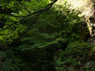 A section of the Reichenbach Falls cascades in several streams over dark rocks into a calm pool. The narrow gorge is surrounded by moss-covered walls, dense vegetation, and overhanging branches.