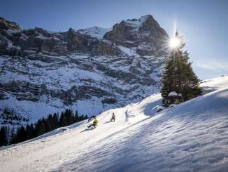 Two people are sledding down the snow-covered slope from Grosse Scheidegg to Schwarzwaldalp. The low-hanging sun shines through a fir tree and past the Wetterhorn, creating a strong backlight. 