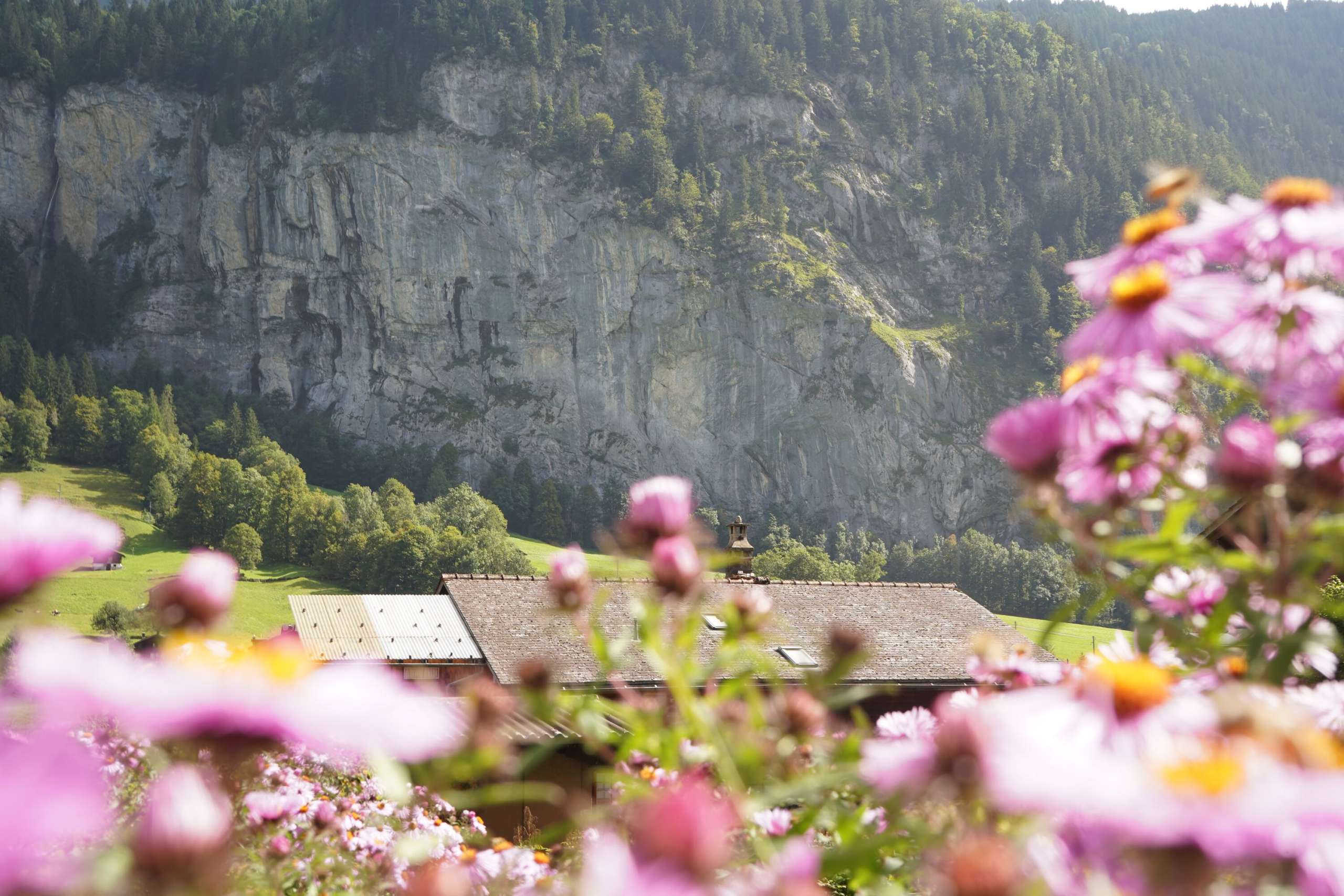 Frühling im Dorf Lauterbrunnen. Im Vordergund sind Blumen zu sehen. Im Hintergrund steile Felswände.