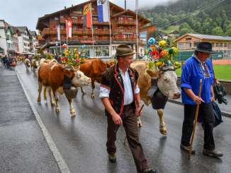 Decorated cows are on display during the Alpabzug in the village of Wengen.