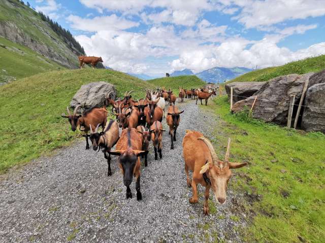 Oltscherenalp: mountain enjoyment away from the hustle and bustle