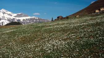 Landschaft Wengernalp