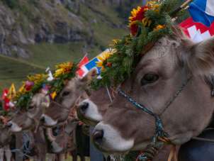 The cows stand in neat rows, beautifully decked out. The Gental Alpine Descent can begin.