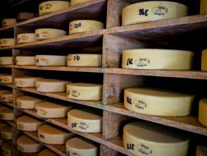 Alpine cheese aged on the Grosse Scheidegg in Grindelwald.