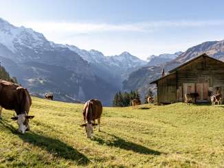 Cows graze peacefully in Wengen. The Lauterbrunnen Valley can be seen in the background; the mountain peaks are lightly dusted with snow.