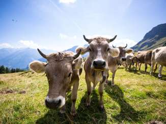 The cow takes a break from eating and looks curiously at the camera. The summery mountain panorama can be seen on the horizon.