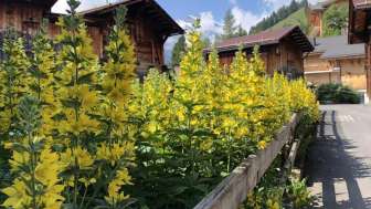 Blumen im Dorf Mürren