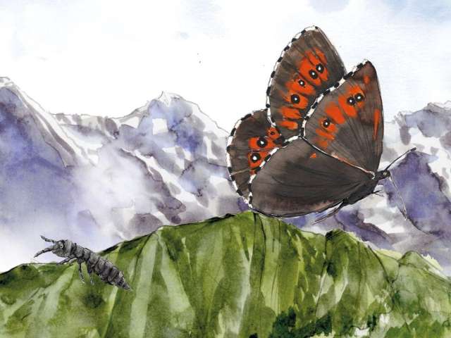 Where are you, little Challi flea?