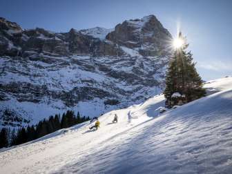 Zwei Personen fahren auf Schlitten die verschneite Piste von der Grossen Scheidegg – Schwarzwaldalp talwärts. Die tief stehende Sonne scheint zwischen einer Tanne und neben dem Wetterhorn hindurch und sorgt für starkes Gegenlicht. 