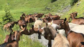 Goat Herding Grindelwald
