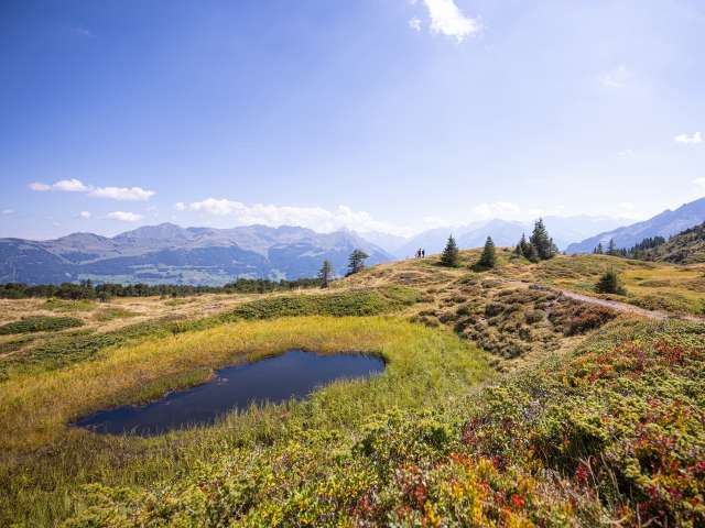 Colour magic in the Chaltenbrunnen raised bog