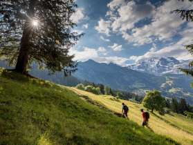 Randonnée à Wengen à travers des prairies verdoyantes, avec un panorama montagneux impressionnant à l'horizon.